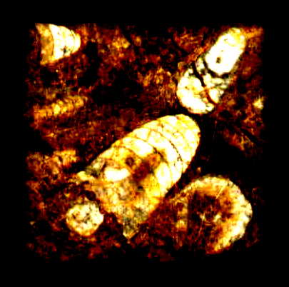 leuchtpilze