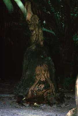 The William Ricketts Sanctuary