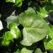 blumen