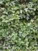 shrubbery green leaves plans bushes