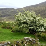 Weißdorn in Irland