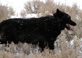 Casanova - The Black Wolf<br>
