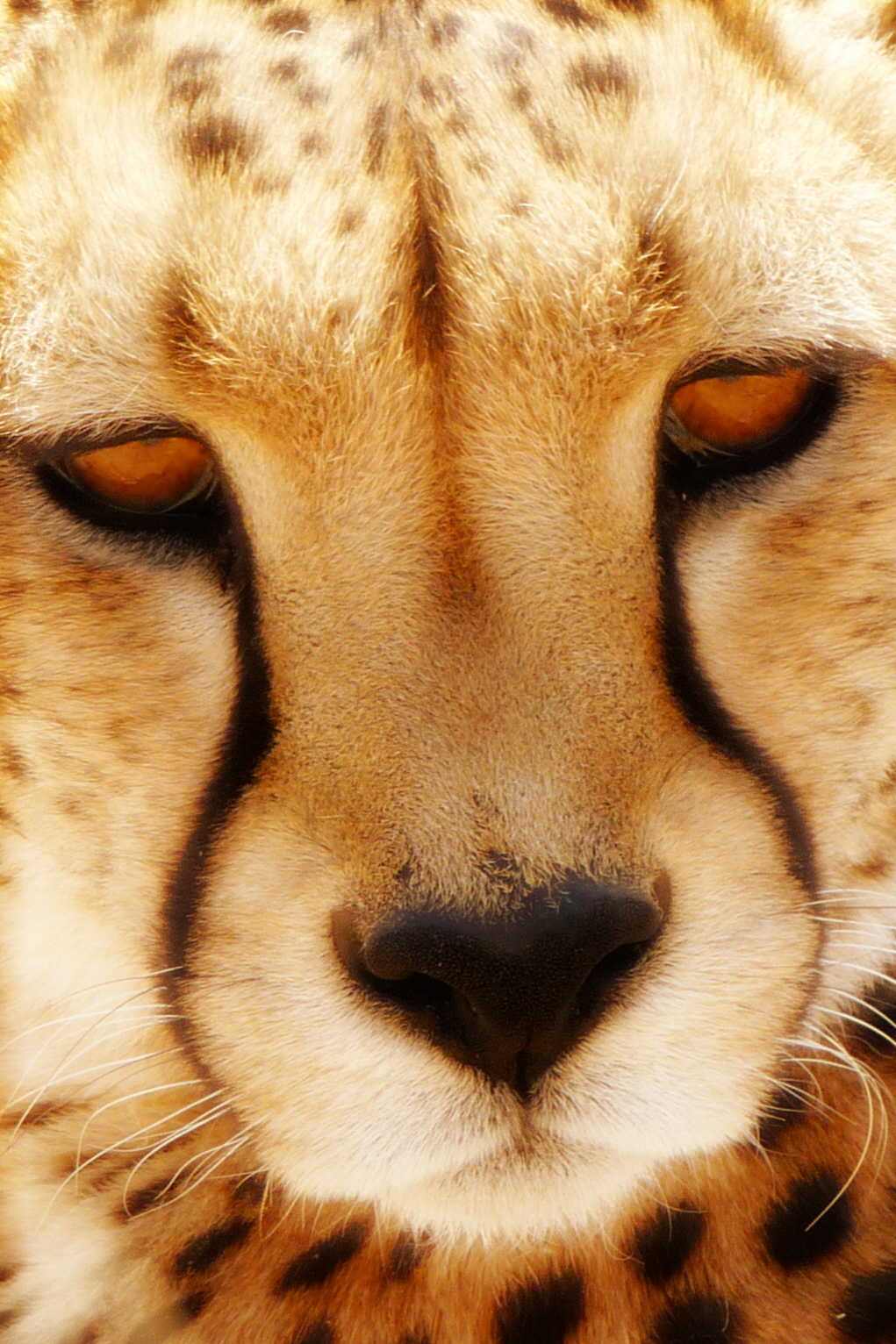 Gepard<br>
