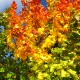 Brennender_Baum