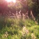 Gras 1
