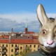 Hasenfoto