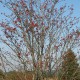 Herbstliche Eberesche im Hohen Venn