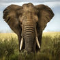Elefant