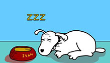 Diabetic Dog Game
