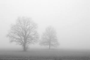 foggy morning