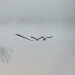 Mashup von Juliane Duda zu dem Buch von Inger Christensen: Lys / Licht