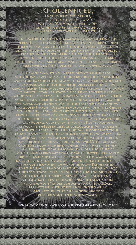 Bild von Juliane Duda mit den Texten von Fritz Schönborn aus seiner Deutschen Dichterflora. Hier „Knollenfried“.
