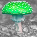 Kategoriebild von Juliane Duda für den Blog „fpiERKER“ von Felix Philipp Ingold auf planetlyrik.de