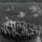 N.C. Kaser: Elementar