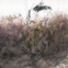Marion Naujack: Poesiealbum 237