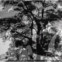 Tomas Tranströmer: Poesiealbum 298