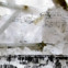 David Samoilow: Poesiealbum 145