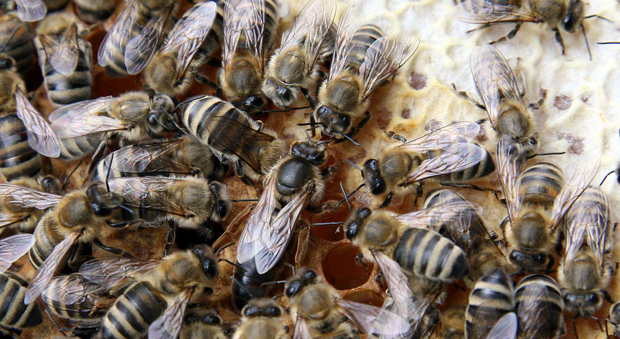 Bienenkoenigin_Waugsberg_CC BY SA 30
