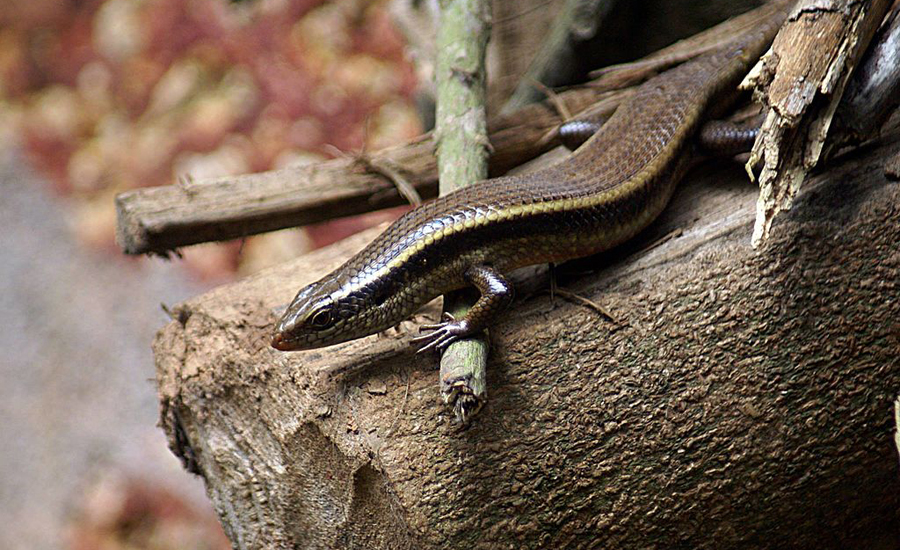 Bild für Beitrag Skink_found_in_Sri_Lanka