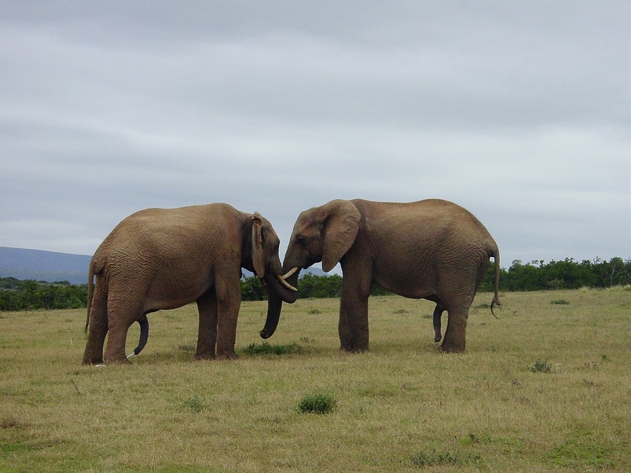 elephant-1046785_1280
