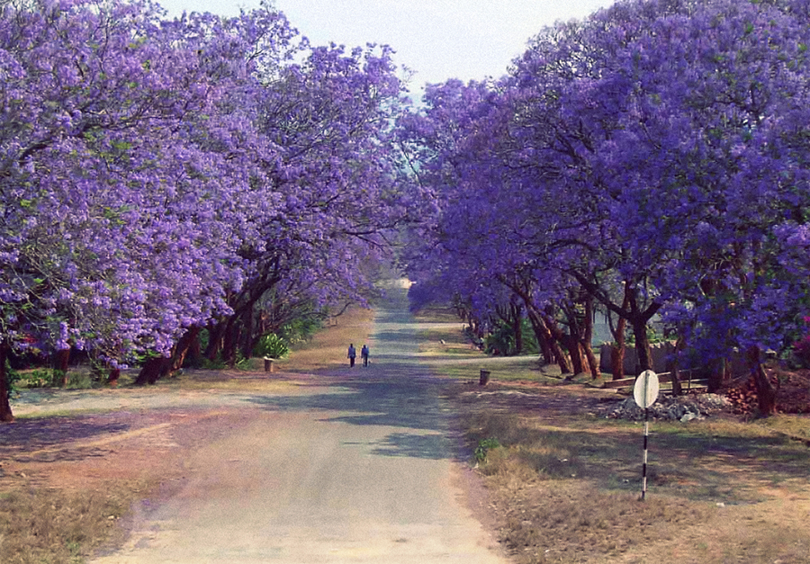 jacaranda_copyright_zimbabweflora_900