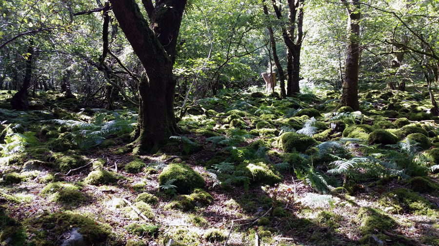 wald_900