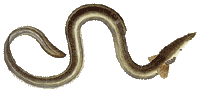 Aal (Anguilla anguilla L.)
