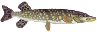 Hecht (Esox lucius L.)