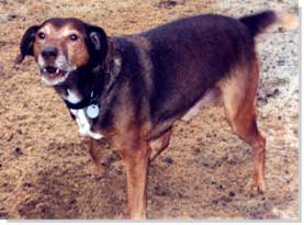 Richard: Ein oestereichischer Pinscher!