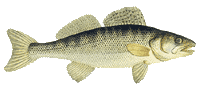 Zander (Stizostedion lucioperca L.)