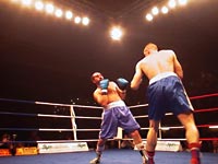 Boxer im Wind