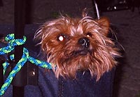 Der Hund im Sack
