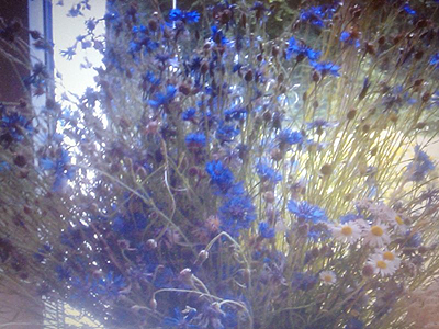 julijas_kornblumen
