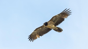 large bird flying