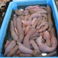 Fat Innkeeper Worm