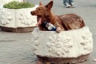 Hund_Ukraine_DW_Sport_Kiew.jpg