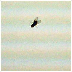 Fly on Screen 01