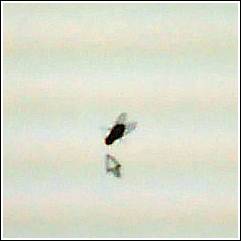 Fly on Screen 03