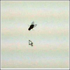Fly on Screen 04