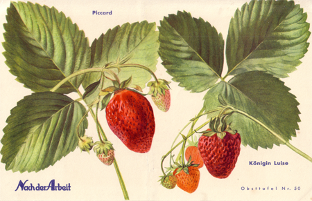 Obsttafell Erdbeere ad Katharina von Siena