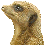Erdmaennchen Kopf