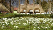 Eine Schneeglöckchenwiese vor einem Bauernhaus in Bergenhusen. © Franz Kompanik Fotograf: Franz Kompanik