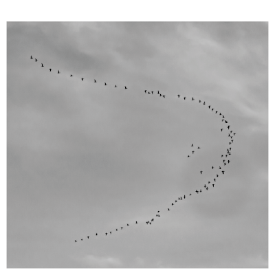 Bird flight, V formation | Chris Zintzen | panAm productions 2019