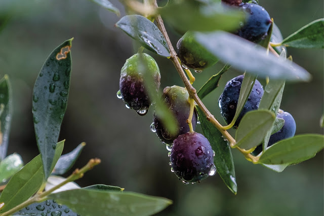 After the Rain / Olives © Chris Zintzen @ panAm productions 2019