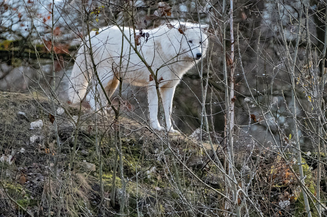 Howl / Wolf © Chris Zintzen @ panAm productions 2019