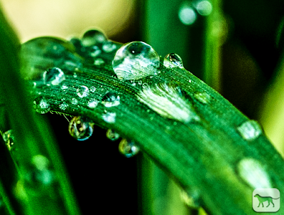 © Chris Zintzen All rights reserved