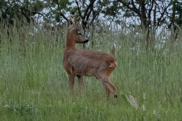 deer © Chris Zintzen @ panAm productions 2020