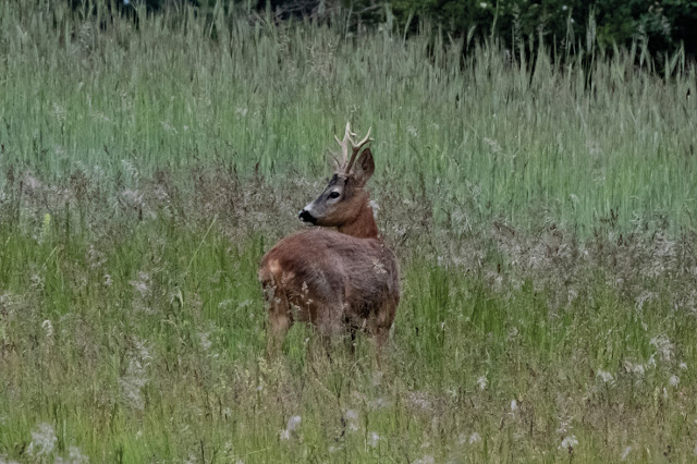 deer © Chris Zintzen @ panAm productions 2020