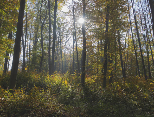 Kafkas Wald | Kierling © Chris Zintzen @ panAm productions