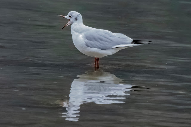 Fröhliche Möwe © Chris Zintzen @ panAm productions 2019